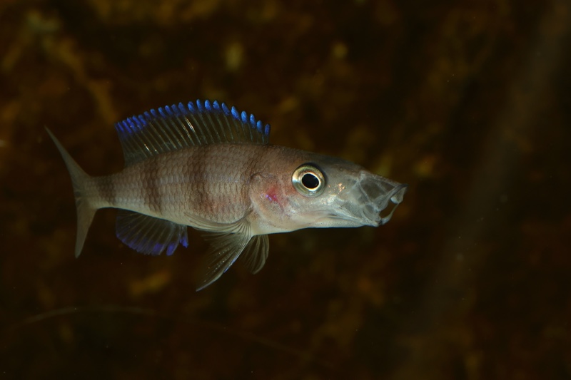 Paracyprichromis sp. 'ammelrooyi' Ikola
